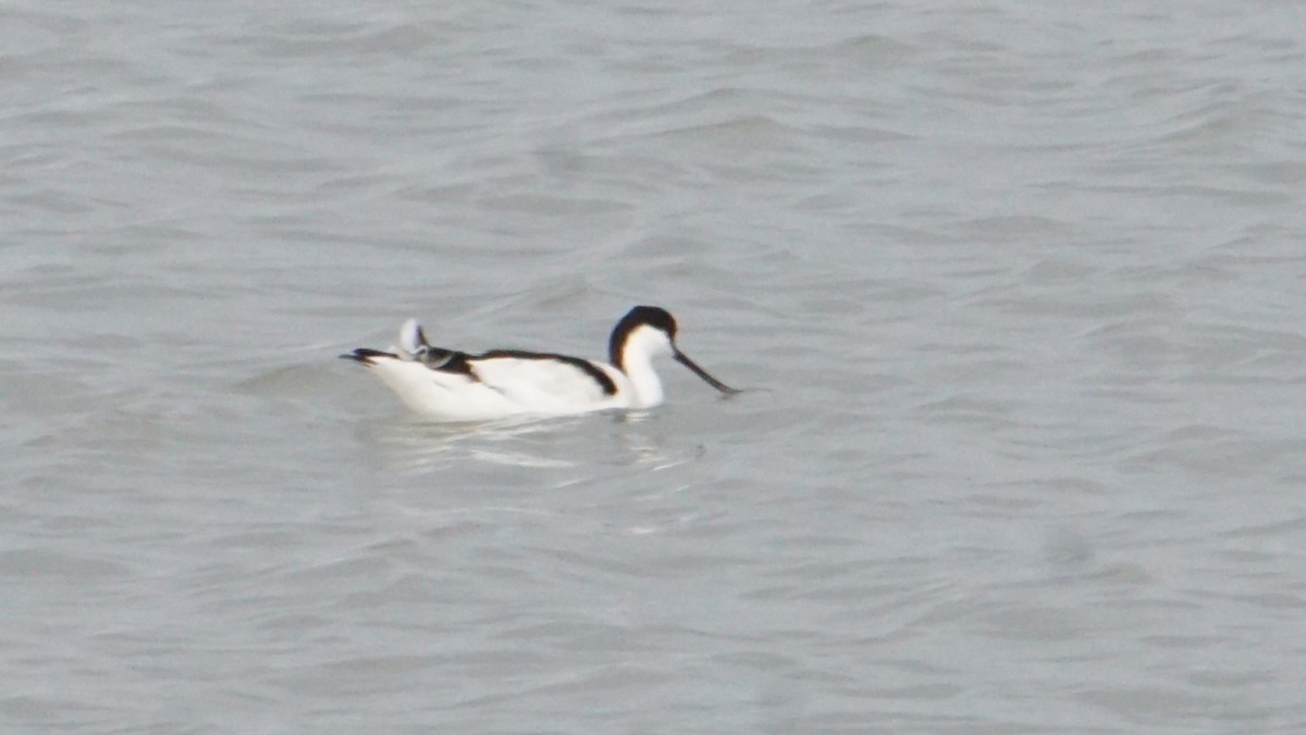 Чоботар синьоногий - ML646412394