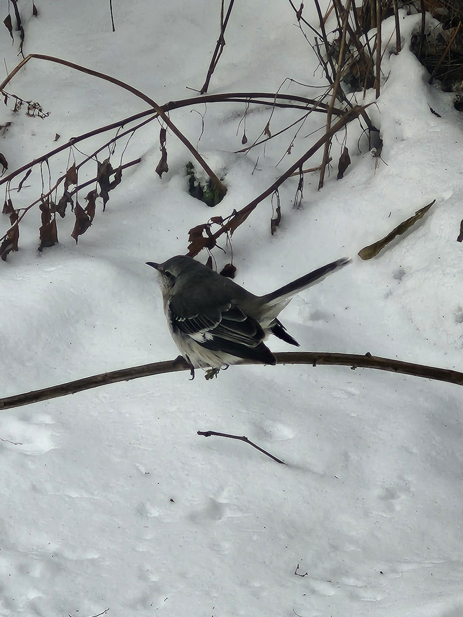 Northern Mockingbird - ML646412395