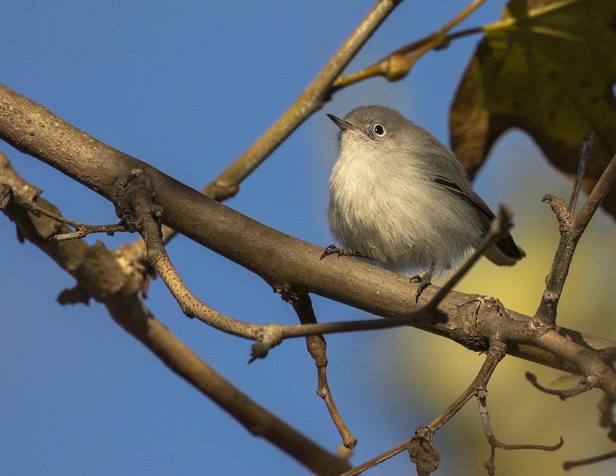 Комароловка сиза - ML646412396