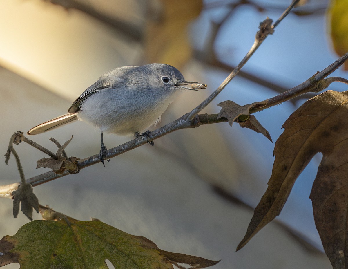 Комароловка сиза - ML646412397