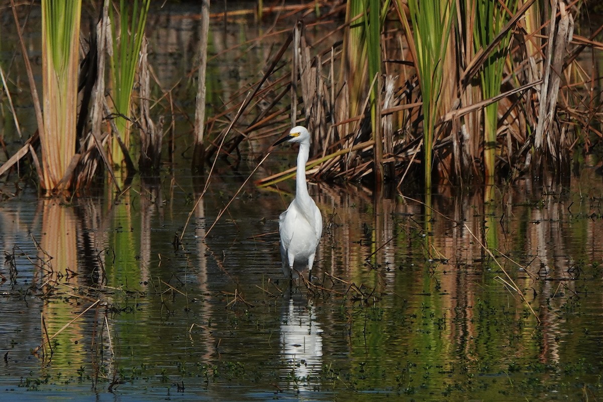 volavka bělostná - ML646412398