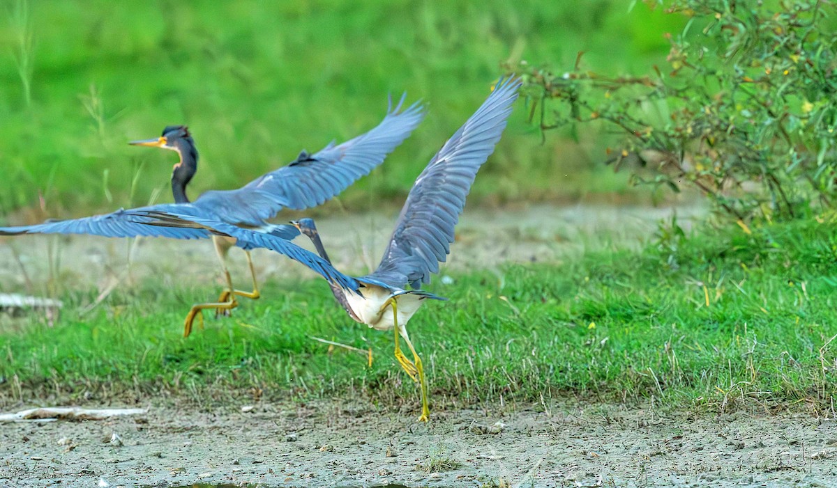 Tricolored Heron - ML646412401
