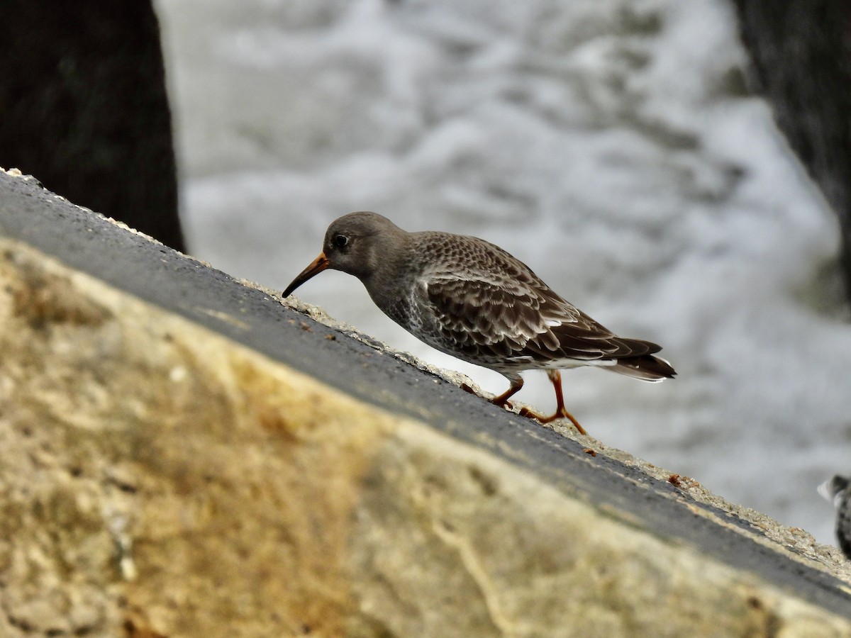 Piovanello violetto - ML646412402