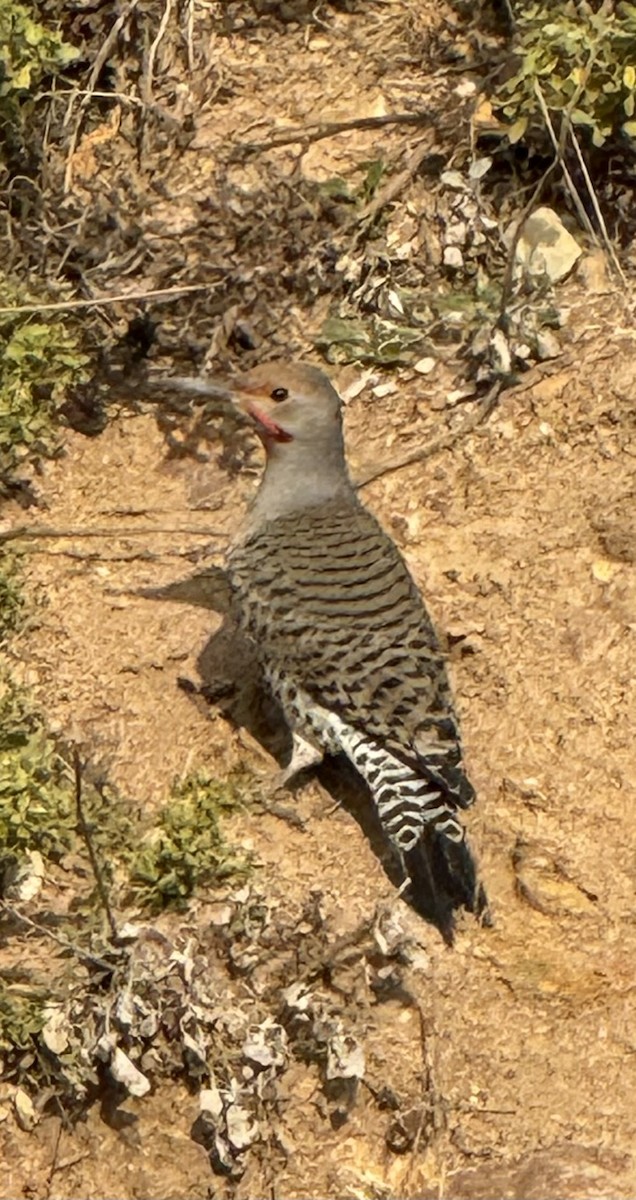 Northern Flicker (Yellow-shafted x Red-shafted) - ML646412403