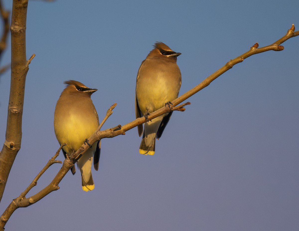 Cedar Waxwing - ML646412404