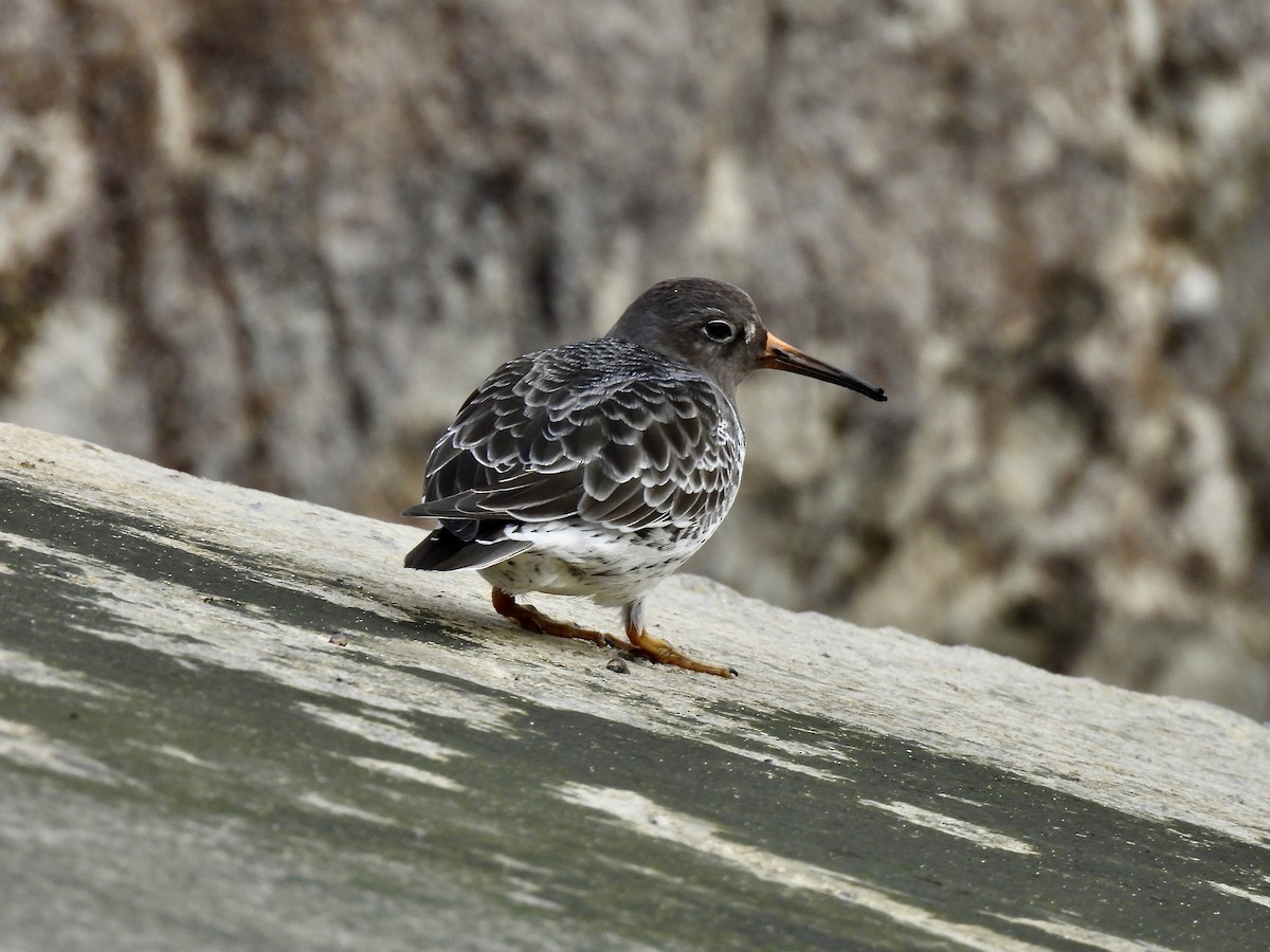 Piovanello violetto - ML646412405