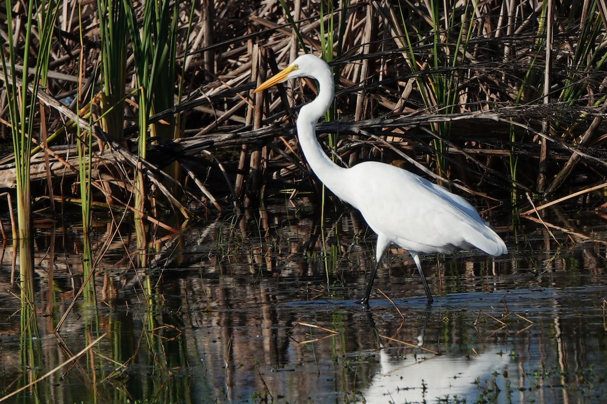 volavka bílá - ML646412406