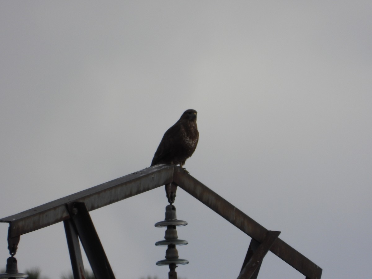 Common Buzzard - ML646412407