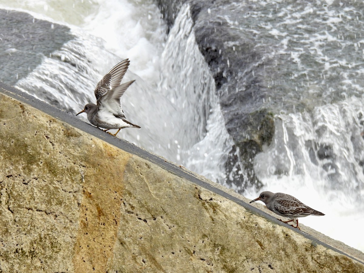 Piovanello violetto - ML646412408