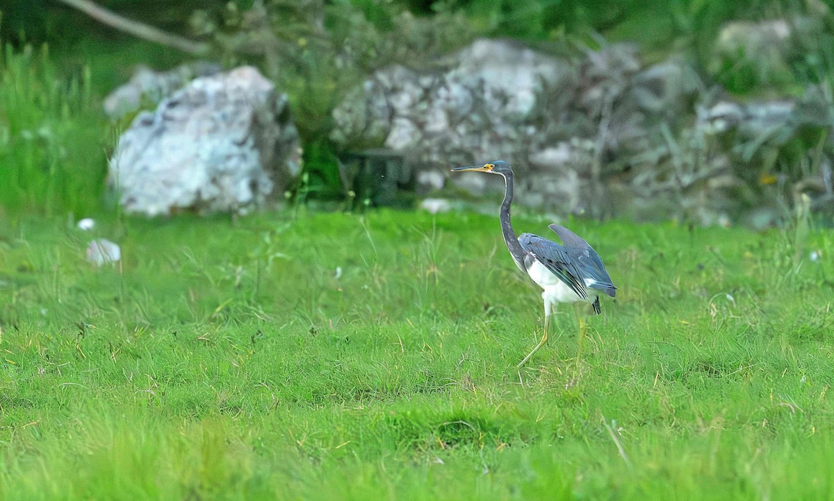 Tricolored Heron - ML646412415