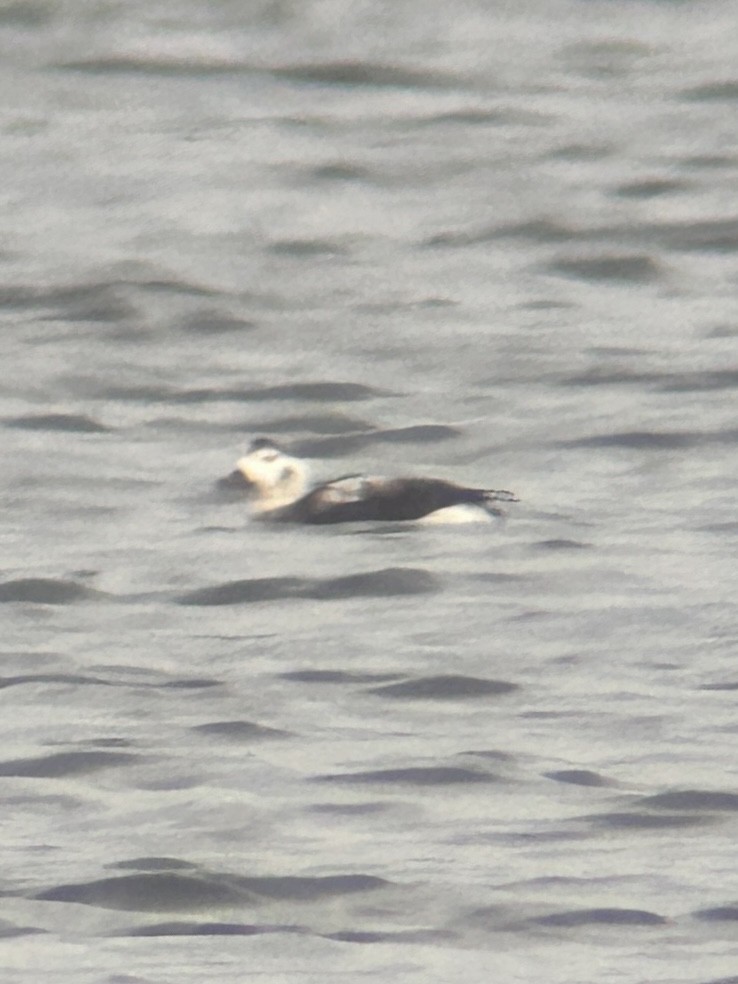 Long-tailed Duck - ML646412416