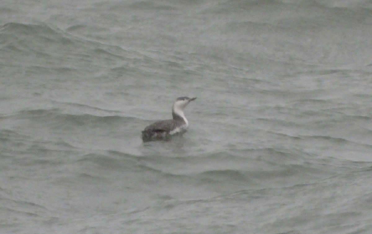 紅喉潛鳥 - ML646412418