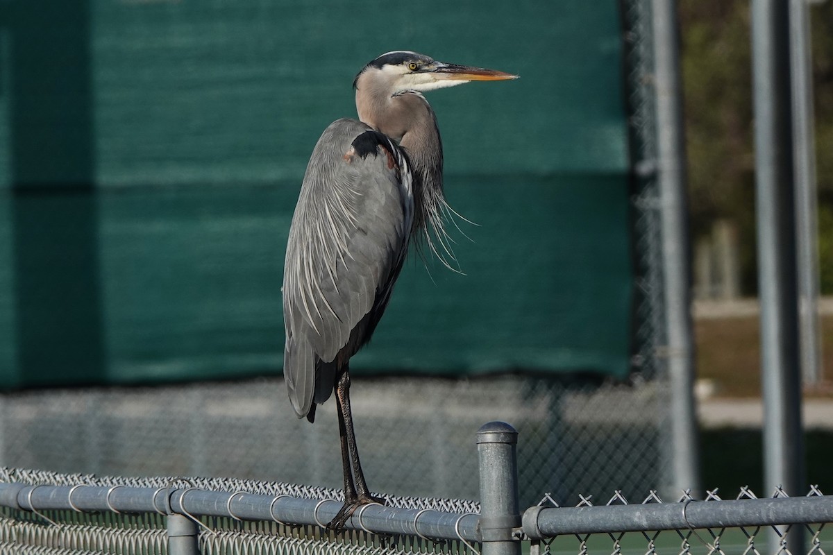 volavka velká - ML646412419