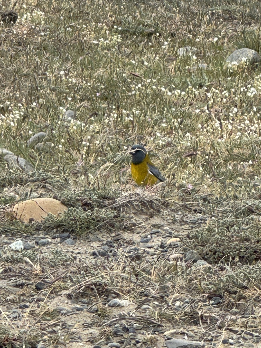 Gray-hooded Sierra Finch - ML646412420
