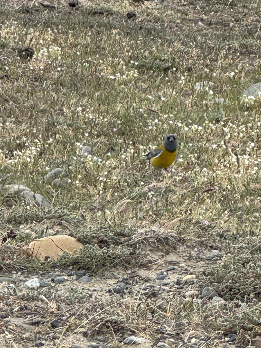 Gray-hooded Sierra Finch - ML646412421
