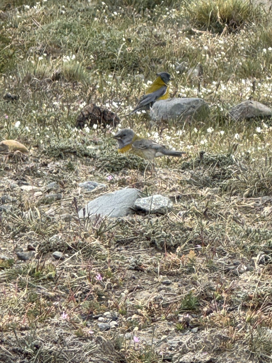 Gray-hooded Sierra Finch - ML646412422