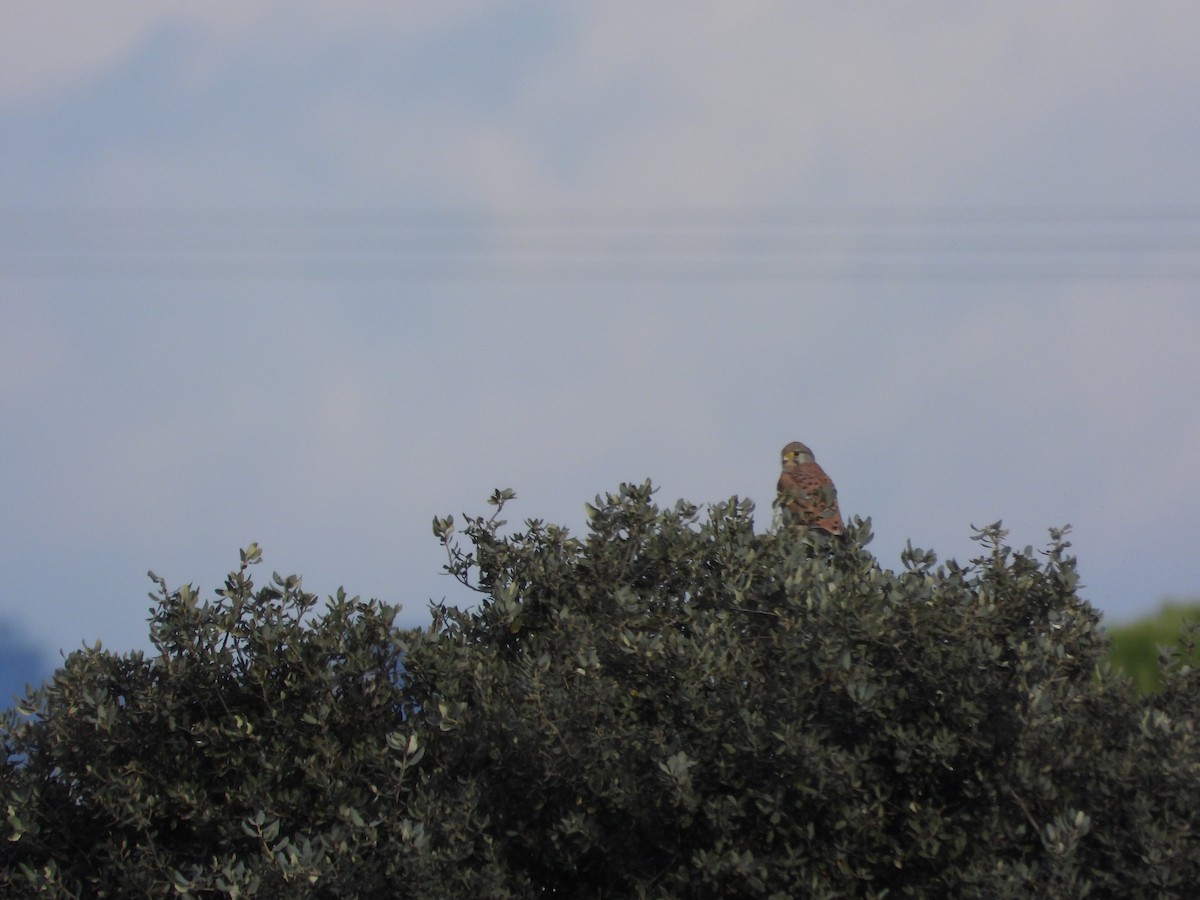 Eurasian Kestrel - ML646412424