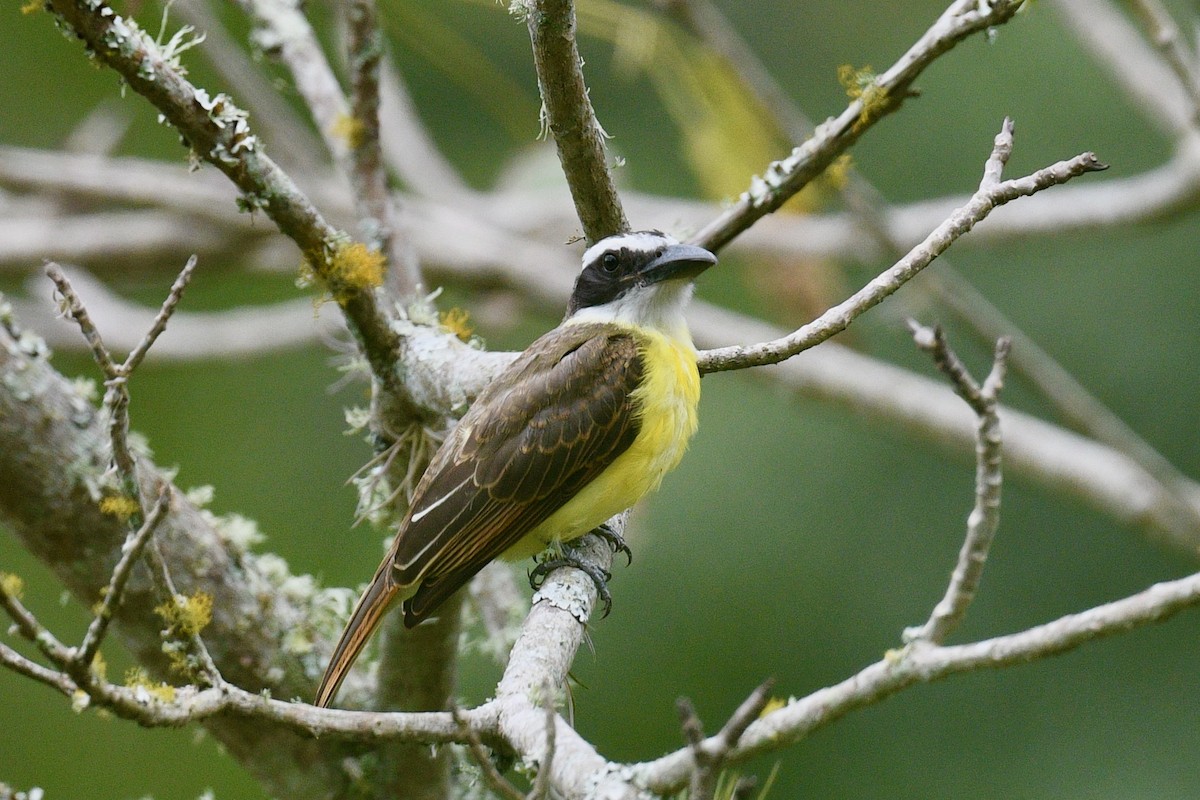 Boat-billed Flycatcher - ML646412425