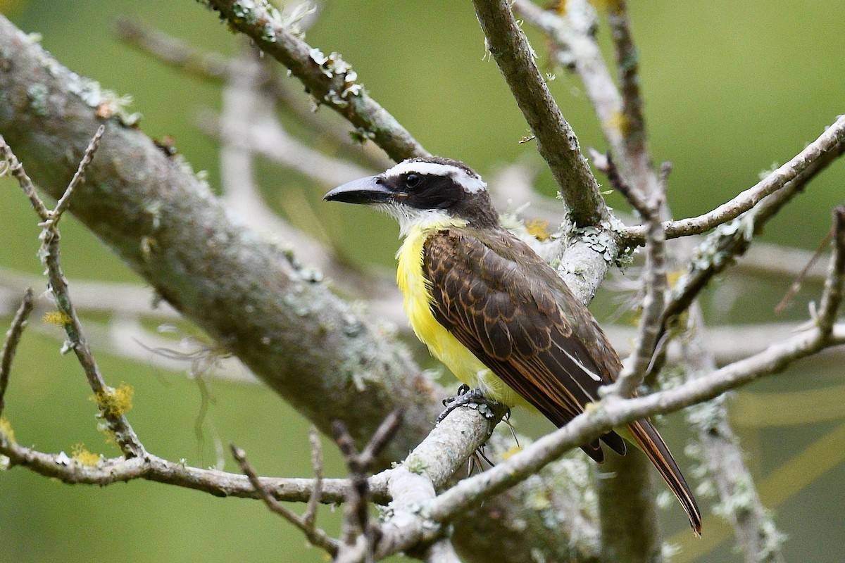 Boat-billed Flycatcher - ML646412426