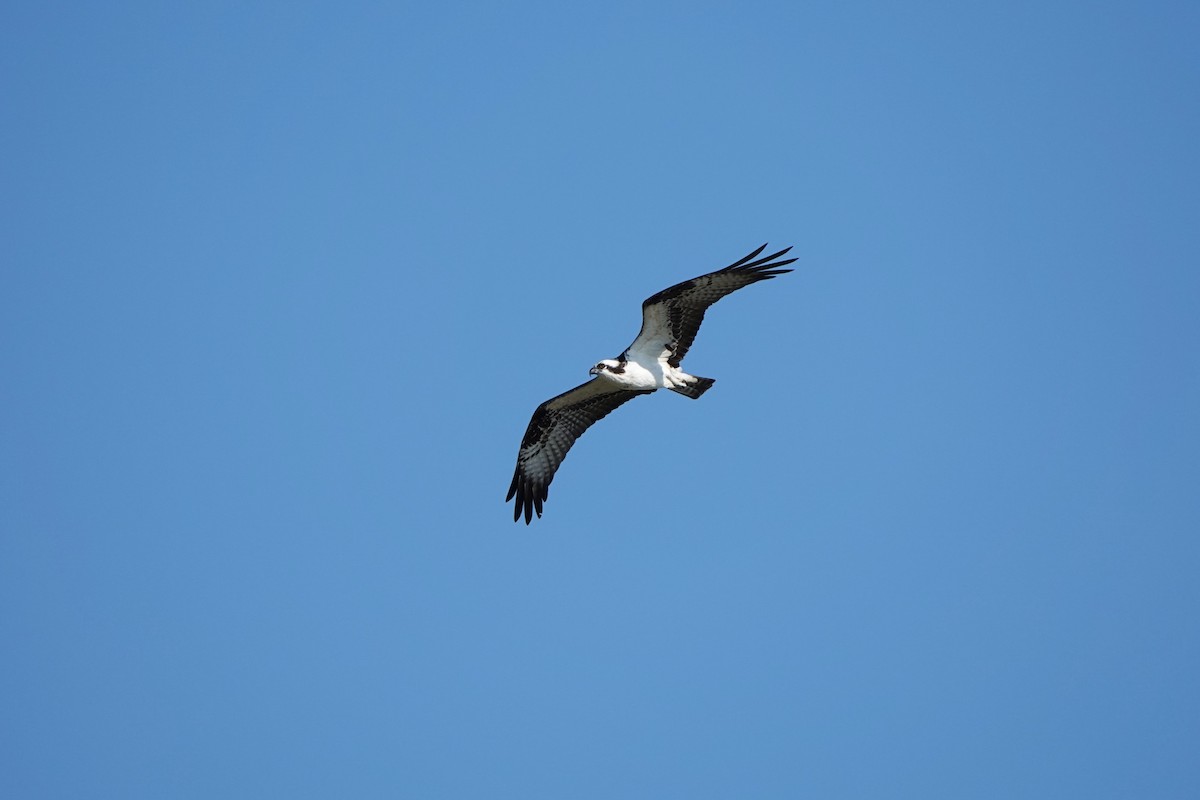 orlovec říční - ML646412427