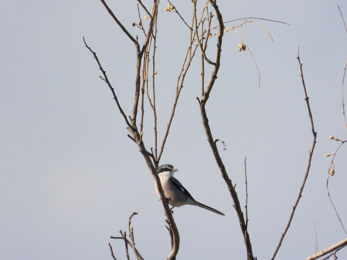 Iberian Gray Shrike - ML646412430
