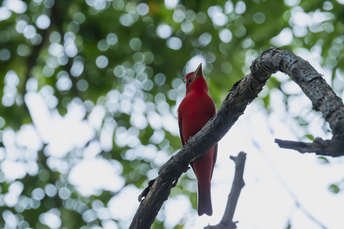 Summer Tanager - ML646412431