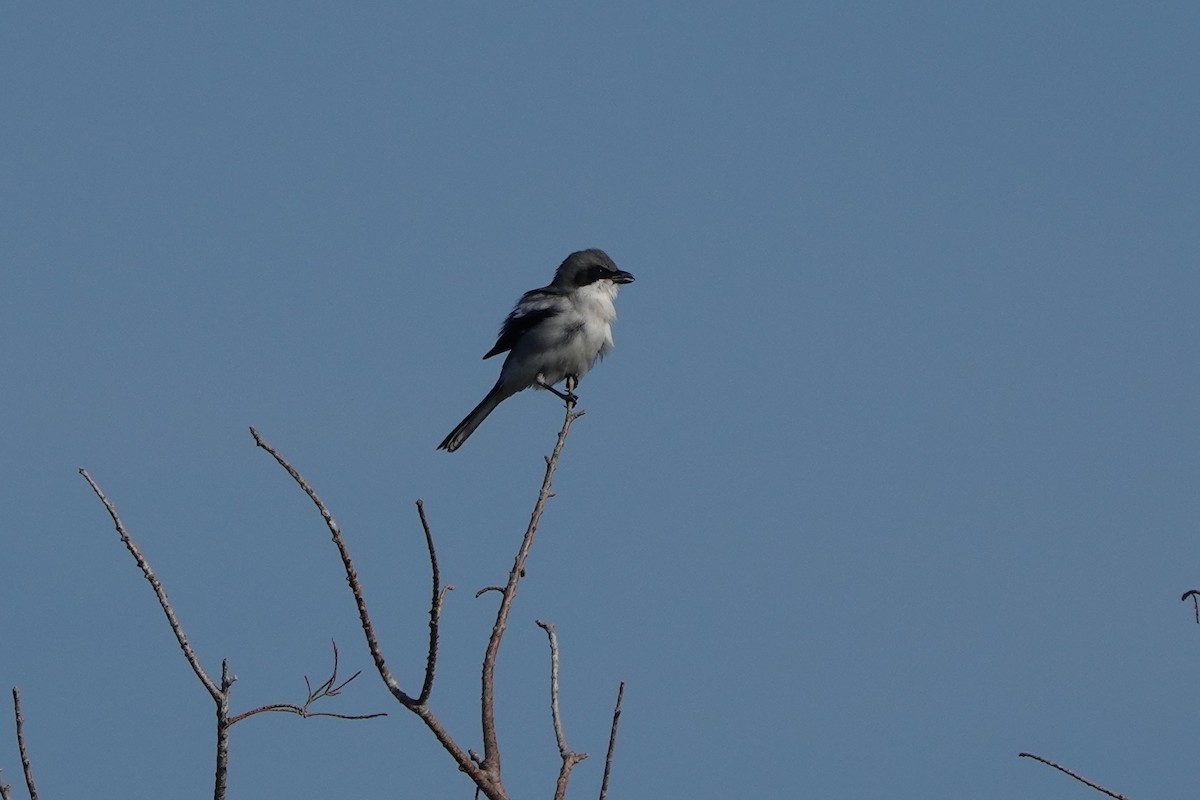 ťuhýk americký - ML646412432