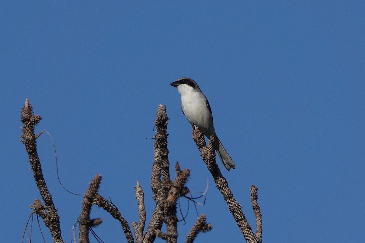 ťuhýk americký - ML646412433