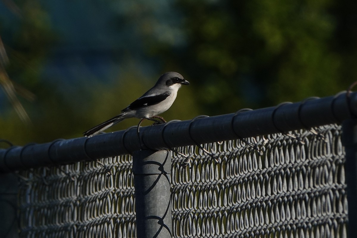 ťuhýk americký - ML646412434