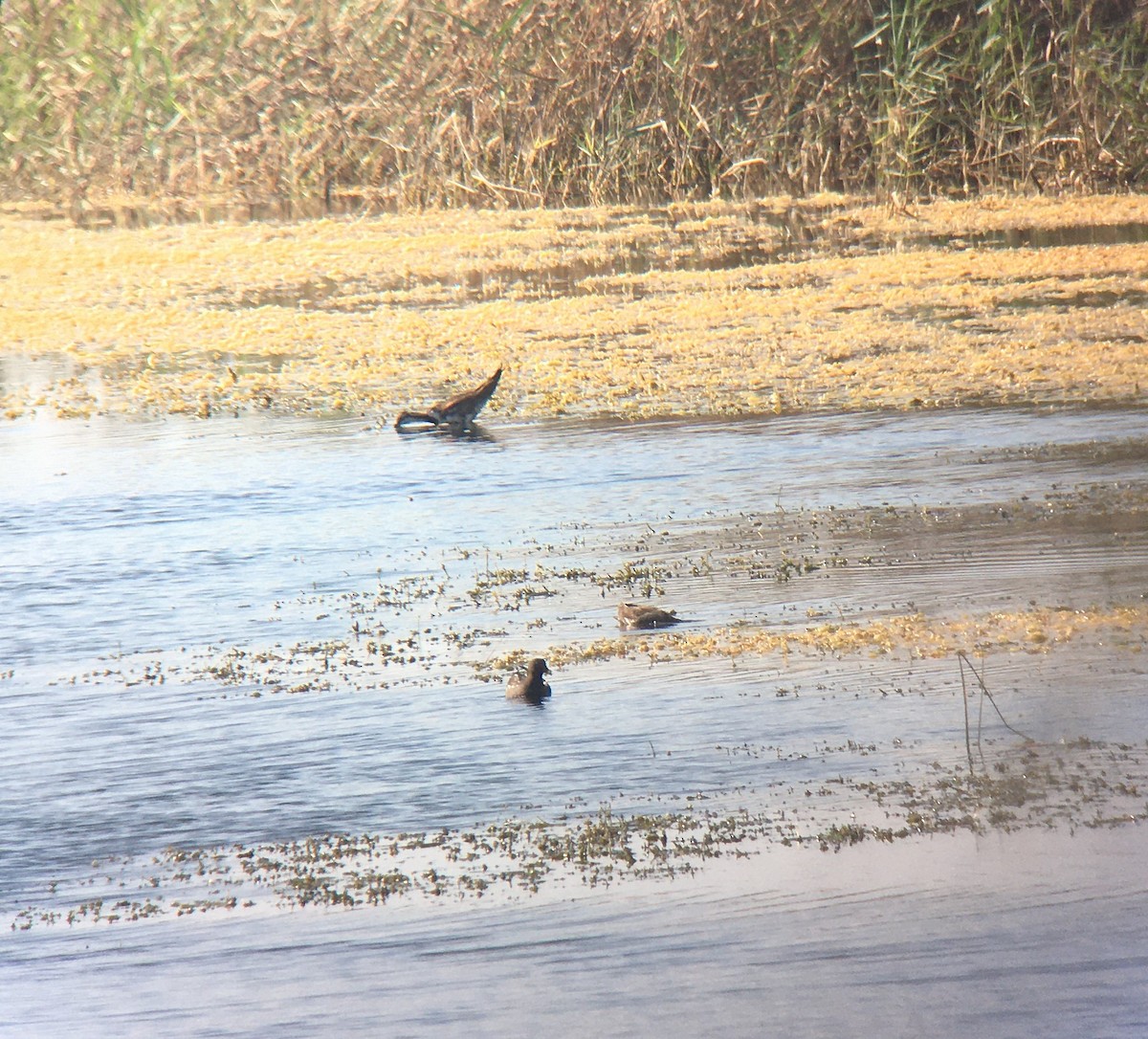 Фазанохвостая якана - ML646412441