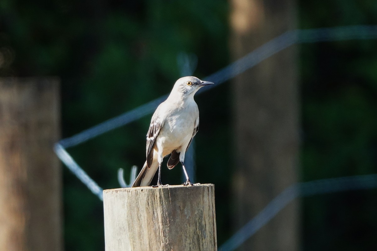 drozdec mnohohlasý - ML646412442