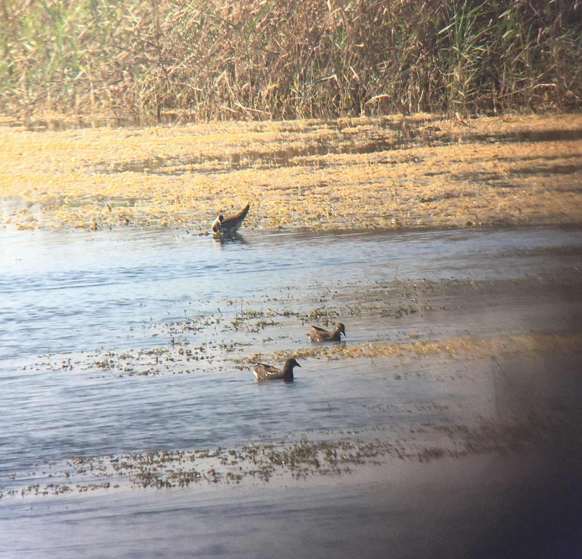 Фазанохвостая якана - ML646412443