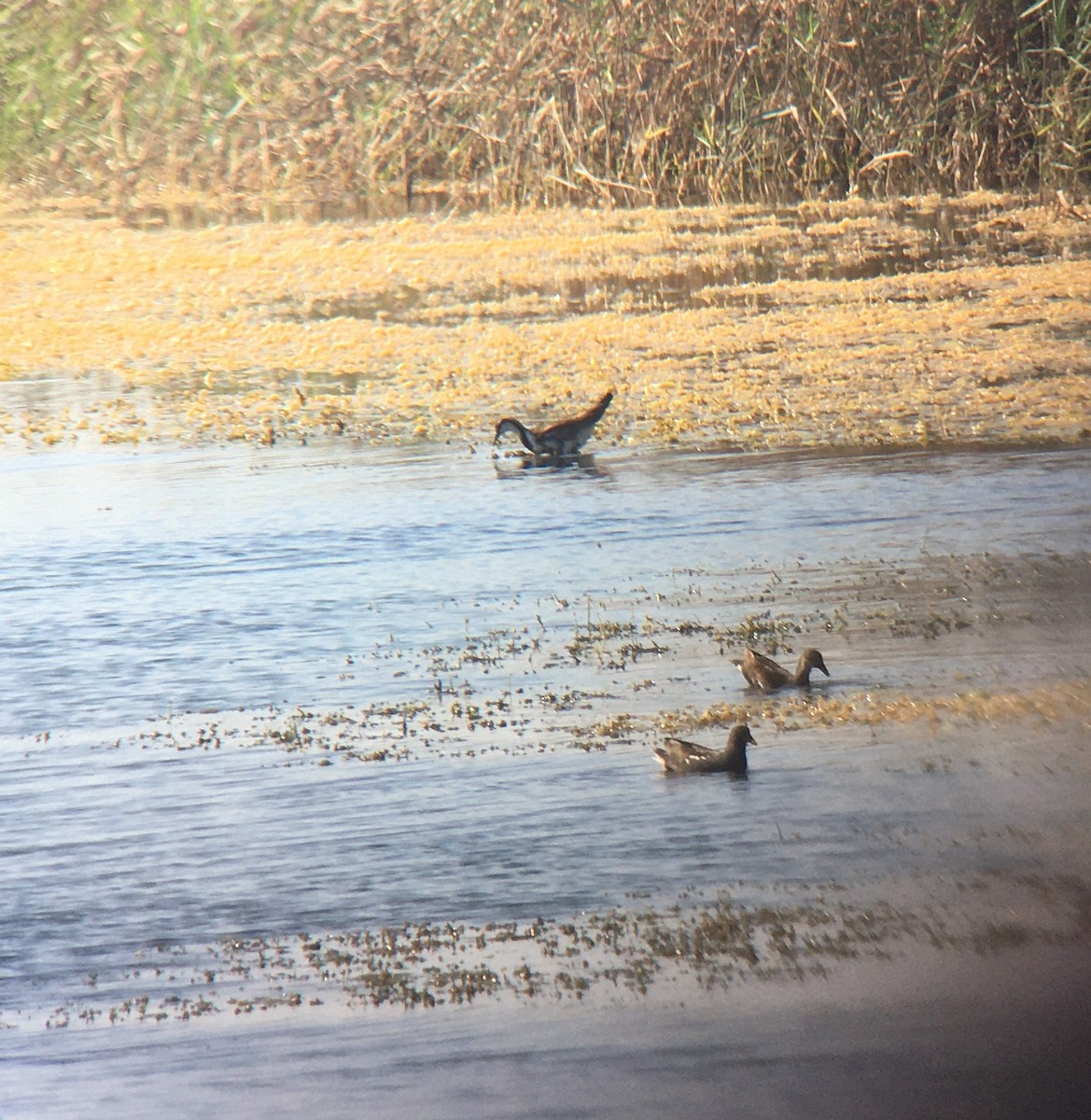 Фазанохвостая якана - ML646412451