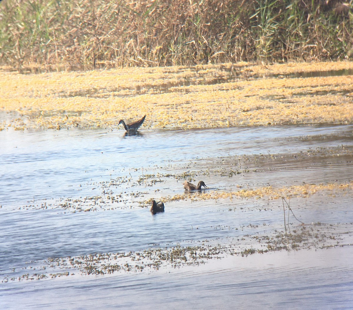 Фазанохвостая якана - ML646412452