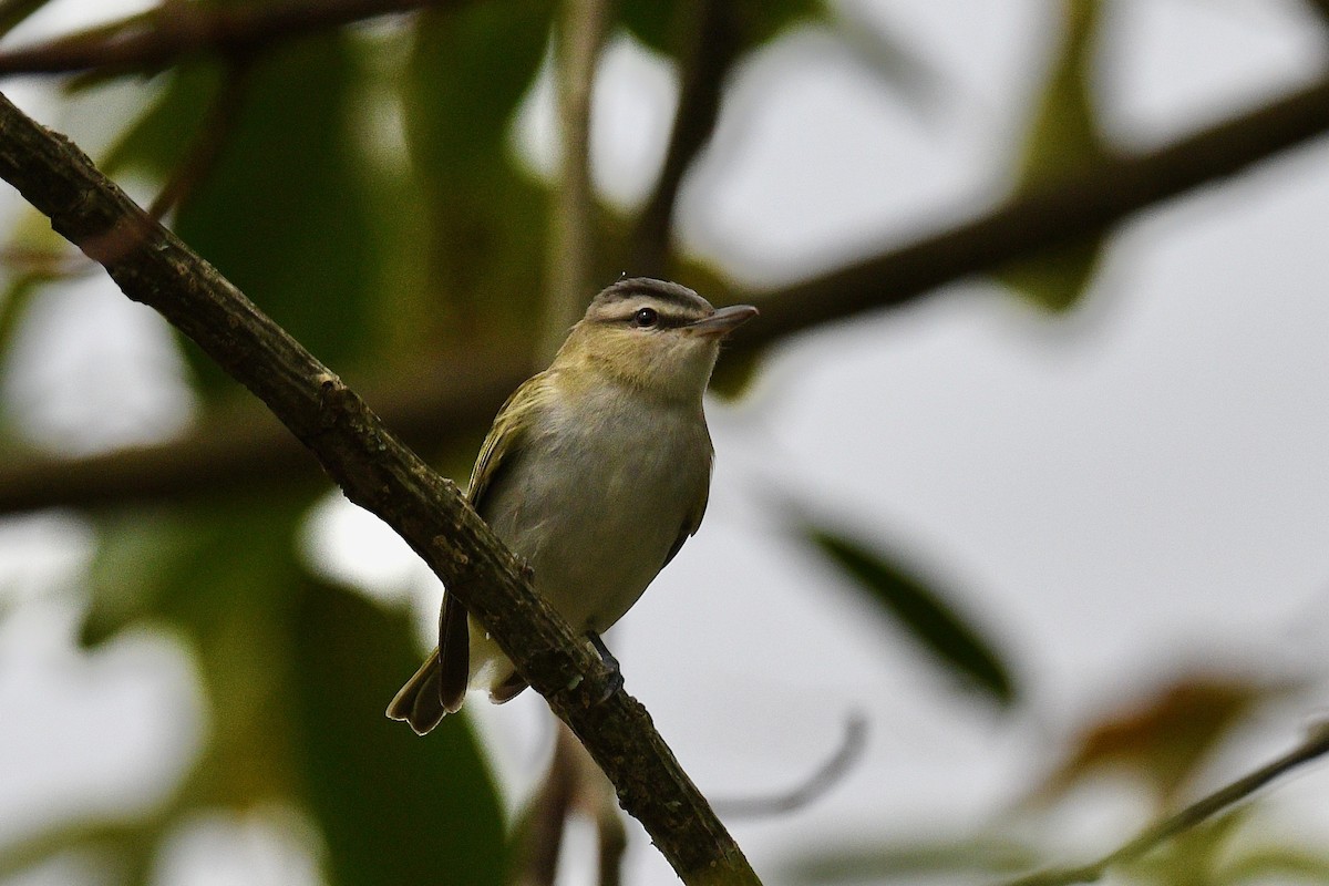 Red-eyed Vireo - ML646412453