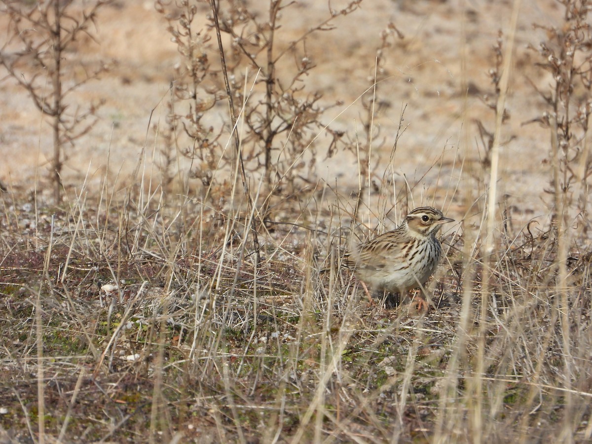 Wood Lark - ML646412455