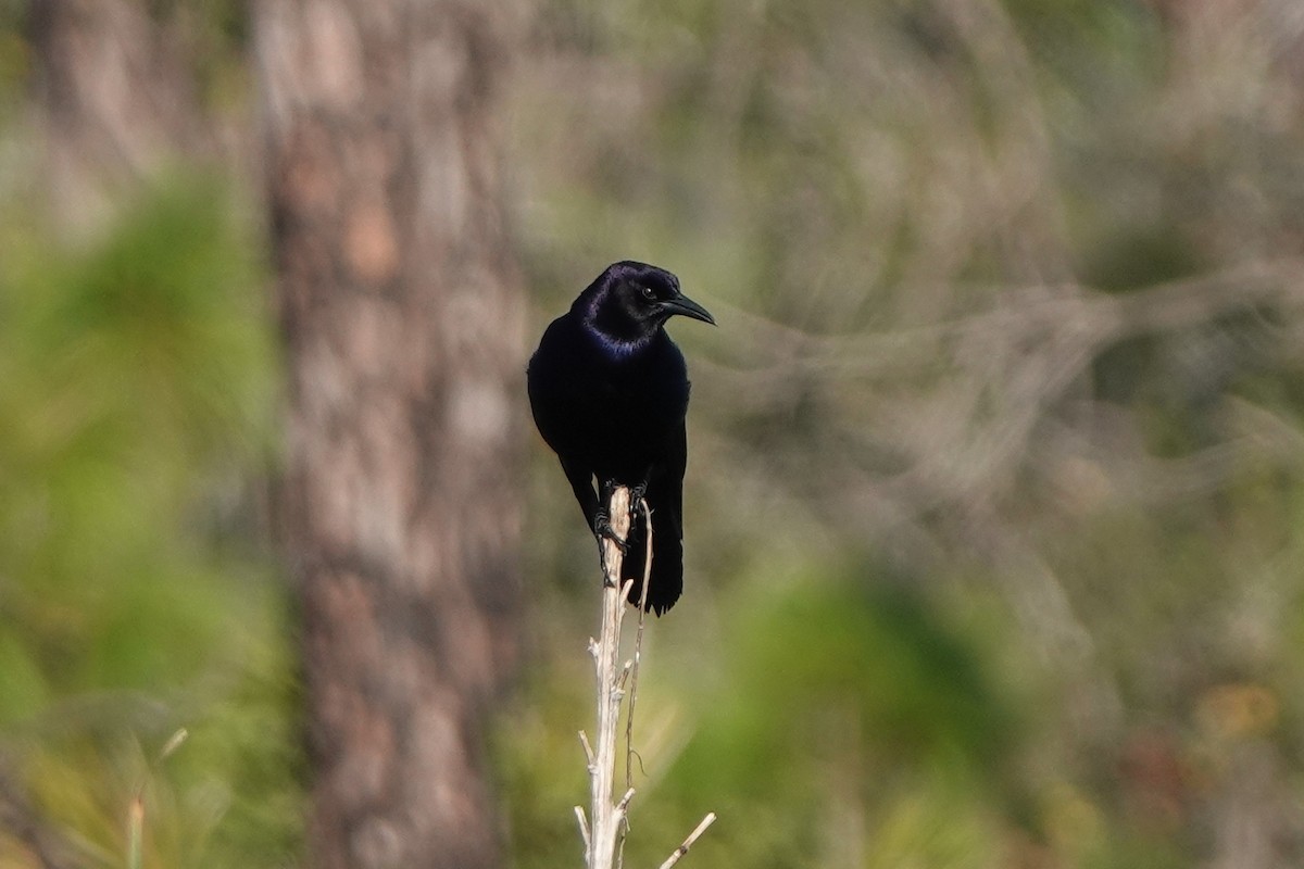 vlhovec člunoocasý - ML646412458