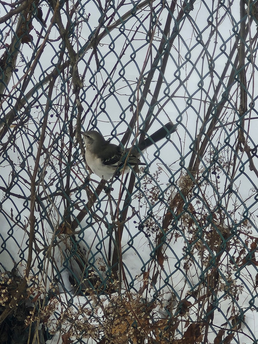 Northern Mockingbird - ML646412459