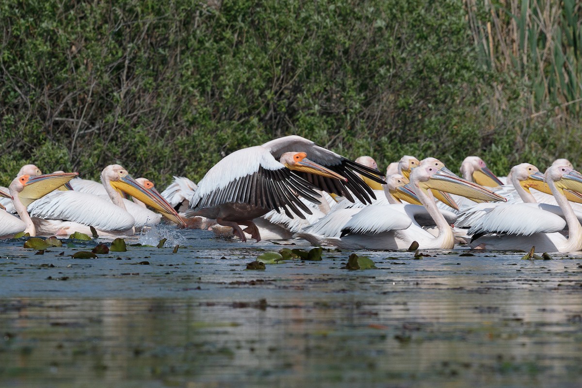 Great White Pelican - ML646412461