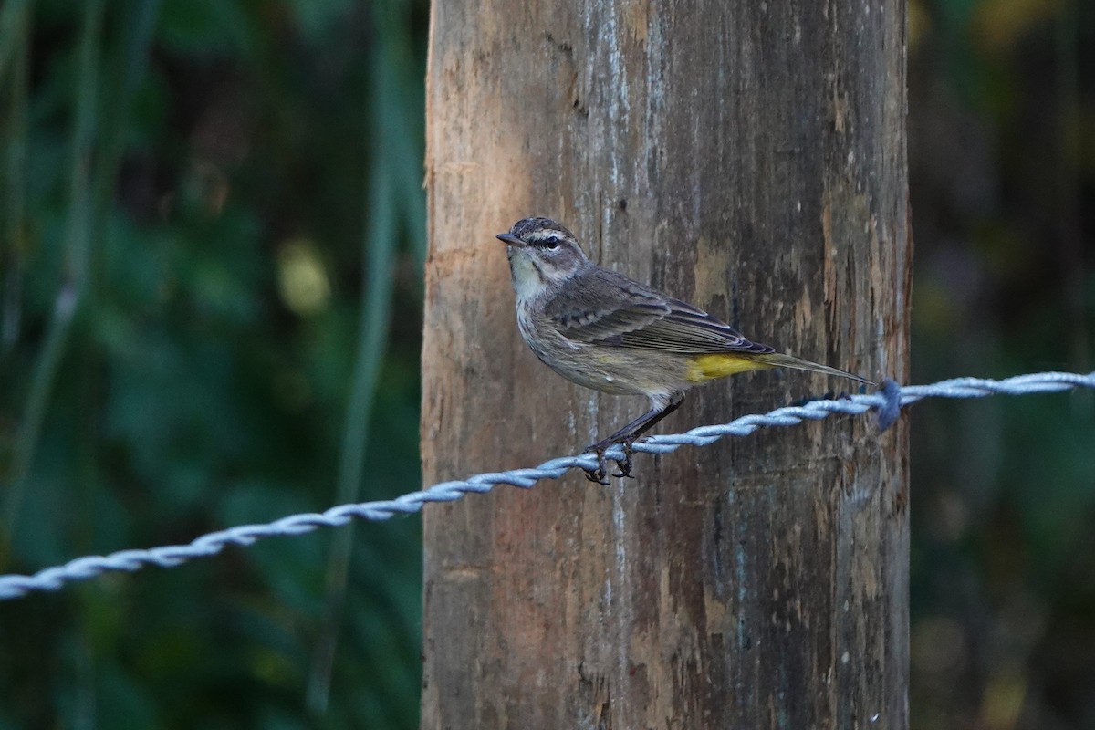 lesňáček bažinný - ML646412464