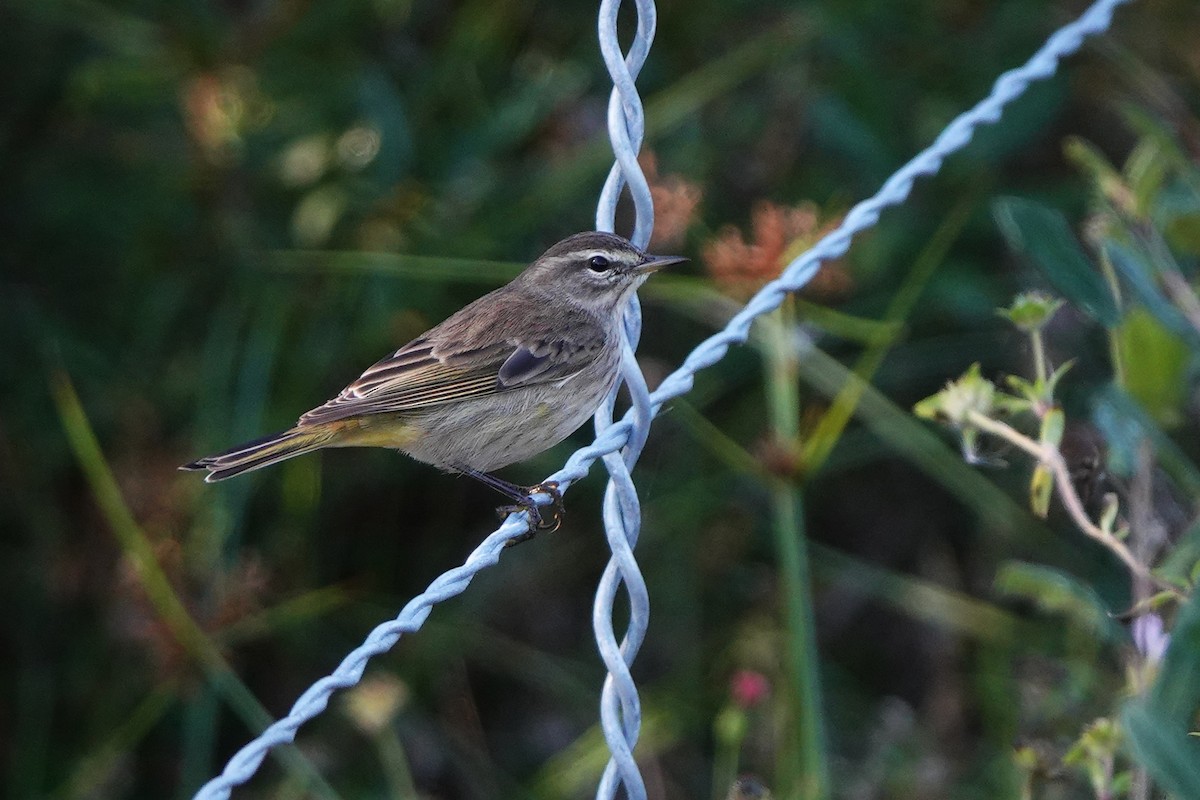 lesňáček bažinný - ML646412465
