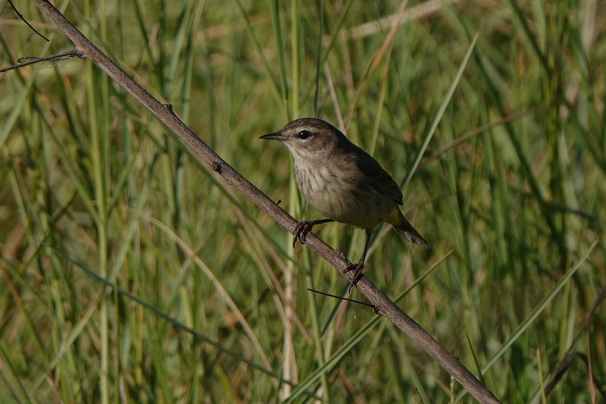 lesňáček bažinný - ML646412466