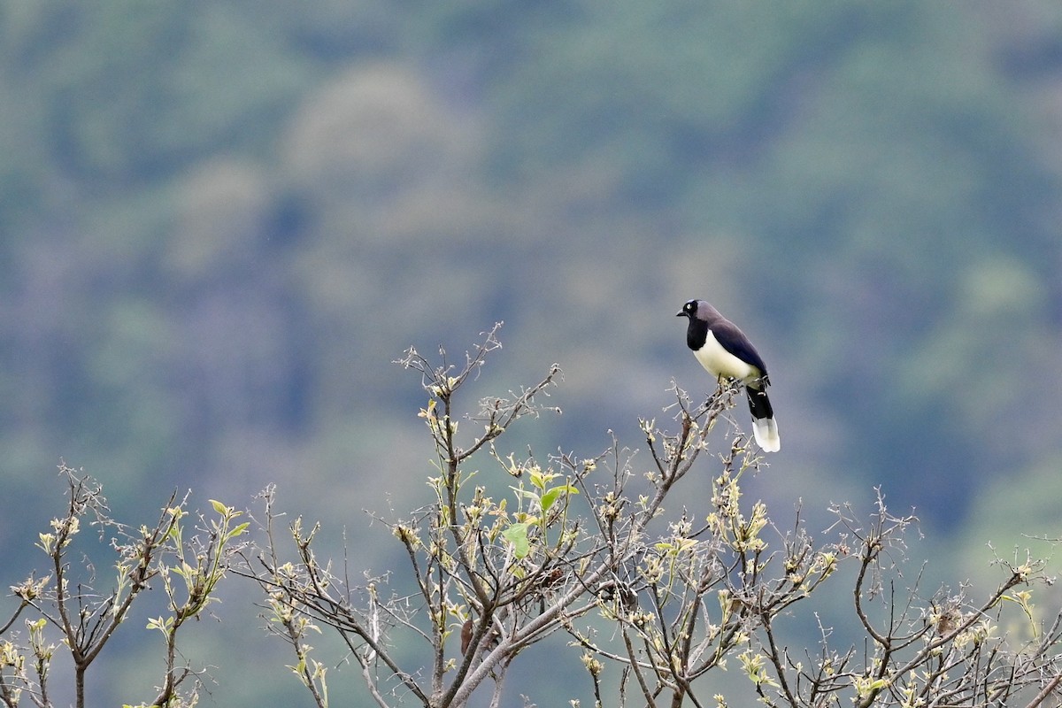 Black-chested Jay - ML646412468