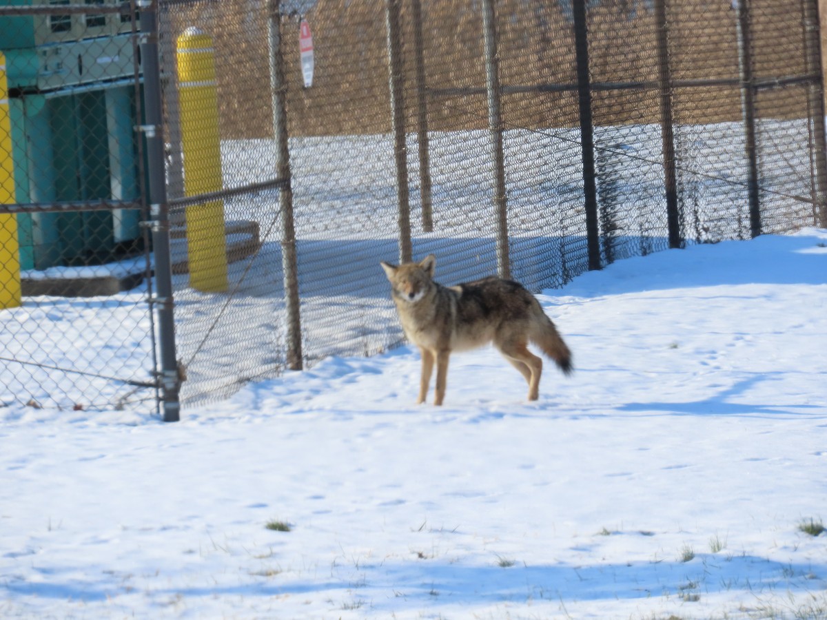 哺乳綱 - ML646412469