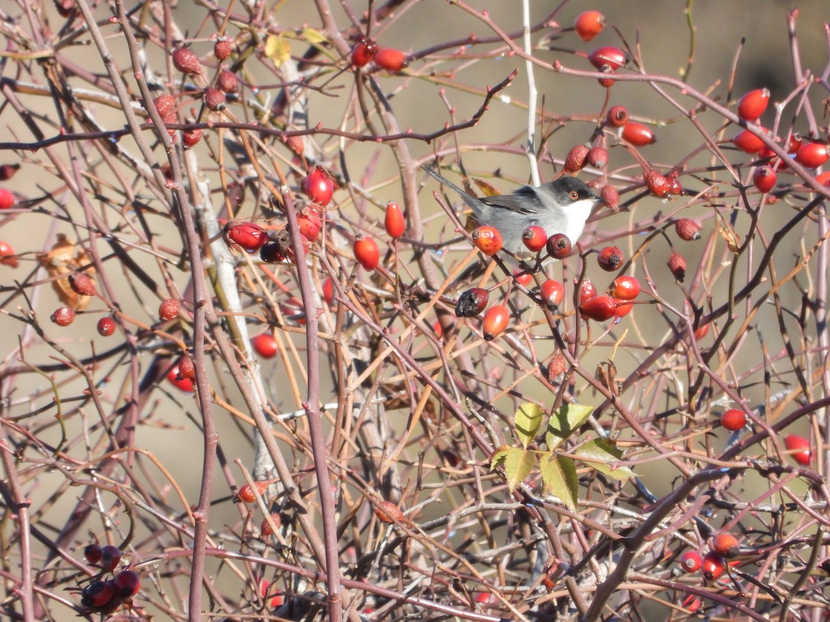 Samtkopf-Grasmücke - ML646412471