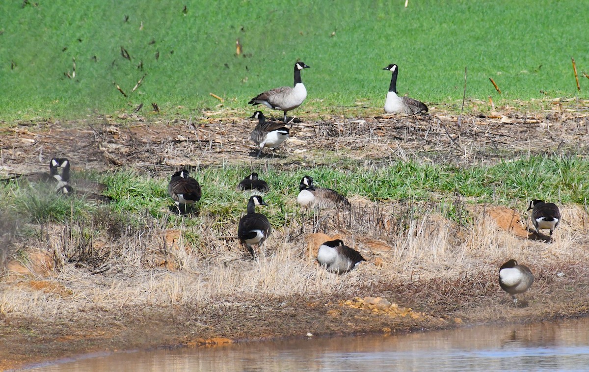 berneška velká - ML646412472