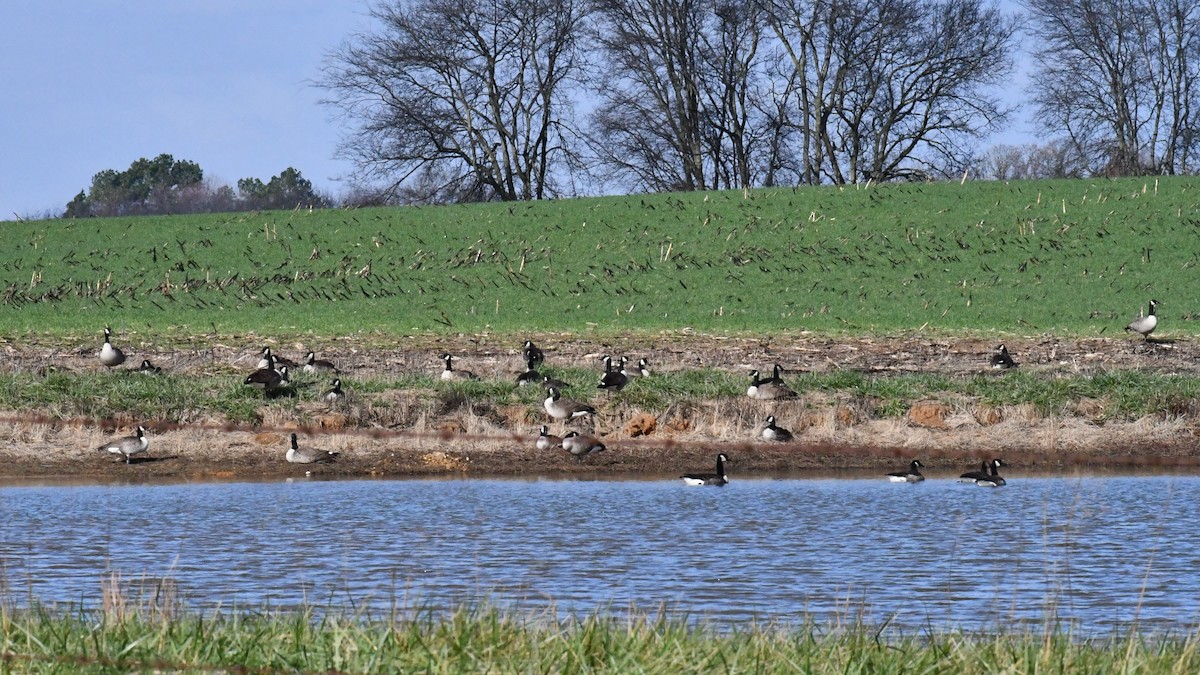 berneška velká - ML646412473