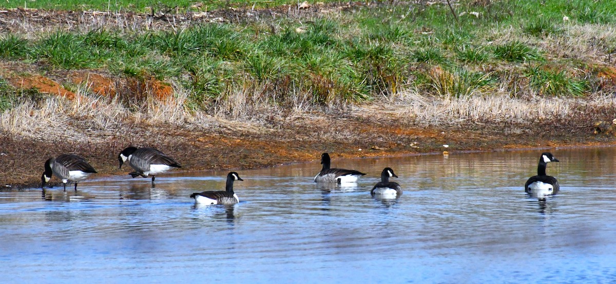 berneška velká - ML646412474
