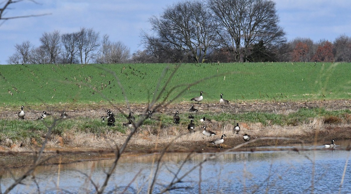 berneška velká - ML646412475