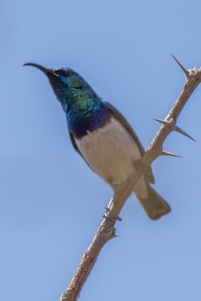 White-bellied Sunbird - ML646412480